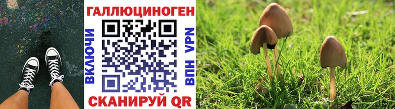купить наркотик Белоозёрский Галлюциногенные грибы Psilocybine cubensis